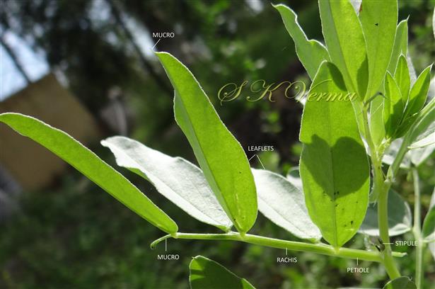  Leaf